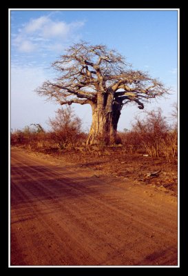 Baobab au krugger