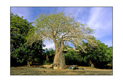 baobab  ngouja