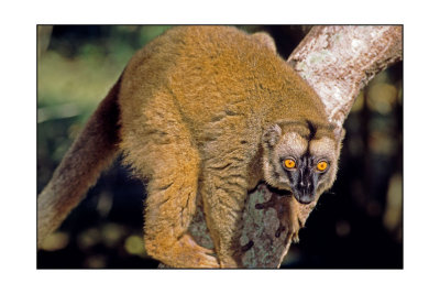 Lemurien au n'gouja