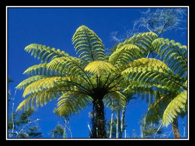 fanjan au Parc national d'Abel tasman