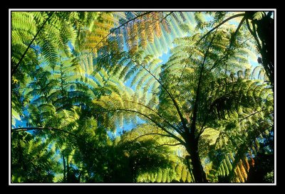 fanjan au Parc national d'Abel tasman