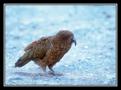 Kea