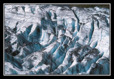 Glacier Fox