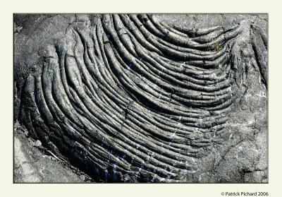 Laves cordes