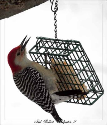 _MG_5001 Red Bellied Woodpecker 2.jpg