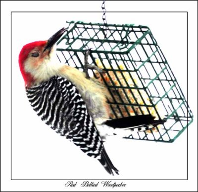_MG_5002 Red Bellied Woodpecker.jpg