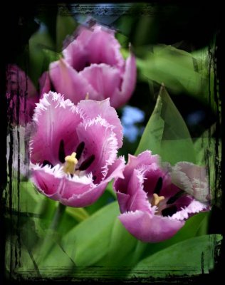  Purple Tulips and Forgetmenots.jpg