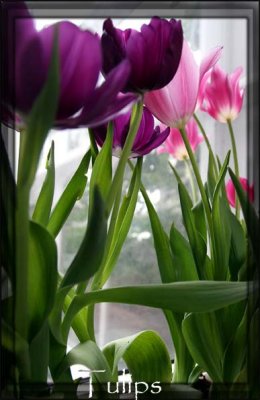 IMG_5939 Tulips copy.jpg