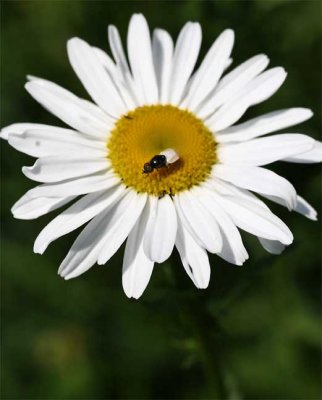 IMG_7842 Daisy copy.jpg