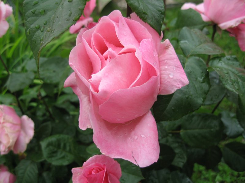 Pink rose