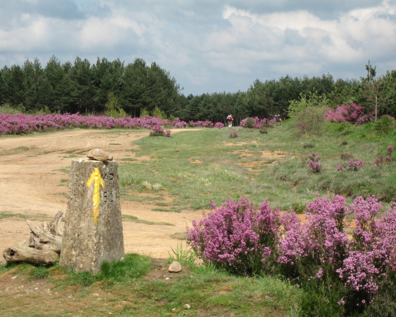 Yellow arrows and flowers on top of Montes de Oca