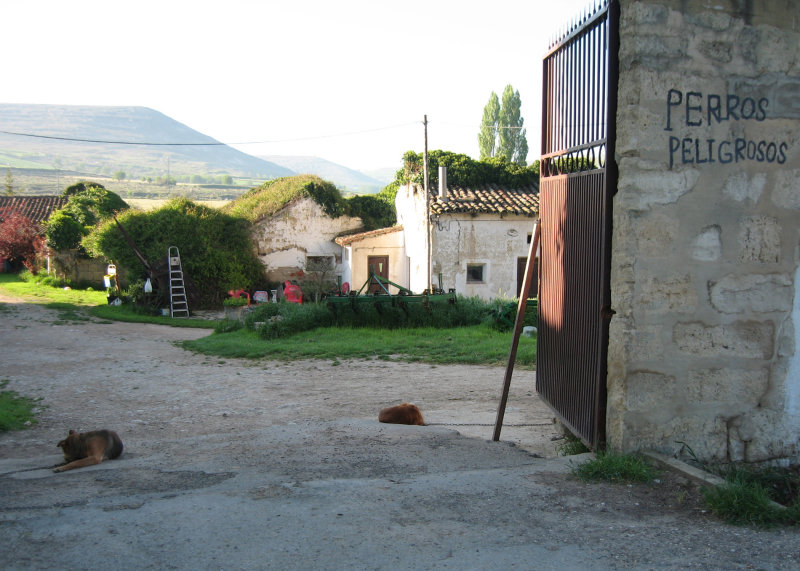 The wild, dangerous dogs on the camino