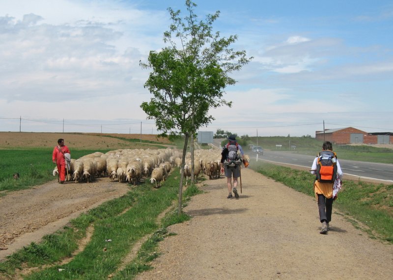 Sharing the camino with a shepherd and his flock