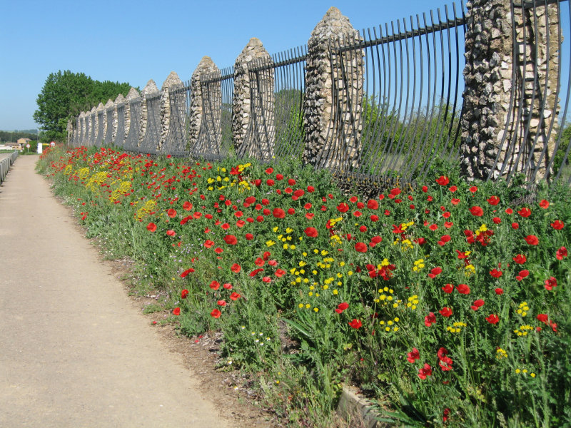 Early spring flowers along the alternative route to Carrion de los Condes