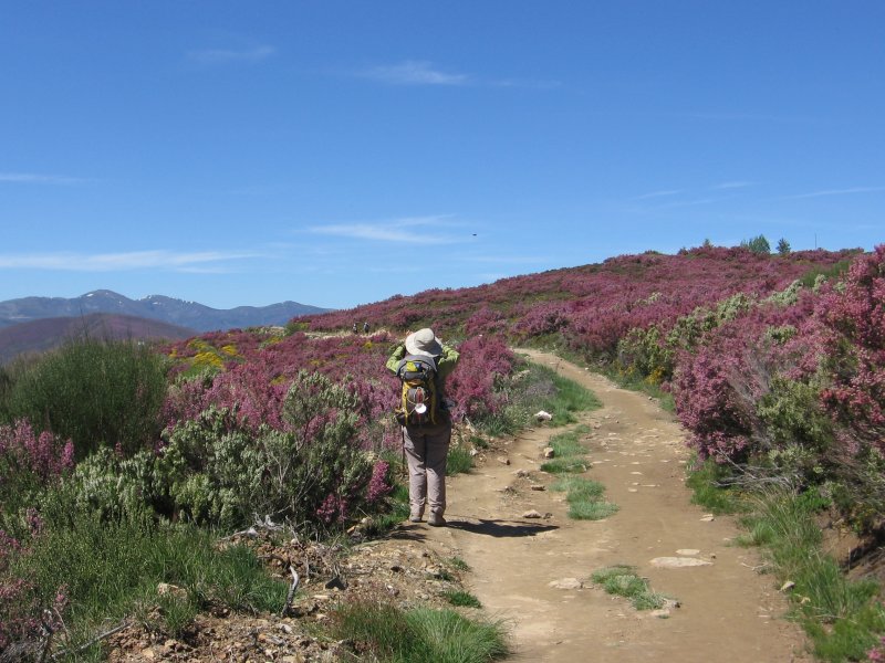 Monte Irago in bloom