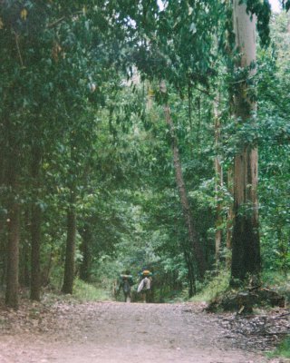 Bosque eucaliptos