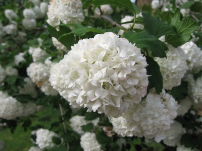 White hortensias