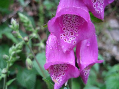 Digitalis purpurea