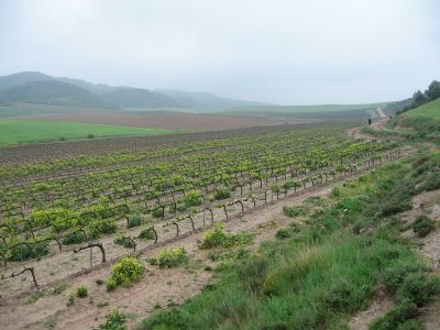 Vineyard past Monjardin