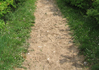 View of the muddy trail