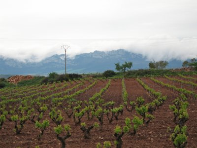 Vineyard in Navarrete
