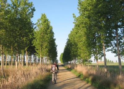 Tree lined walk to Fromista