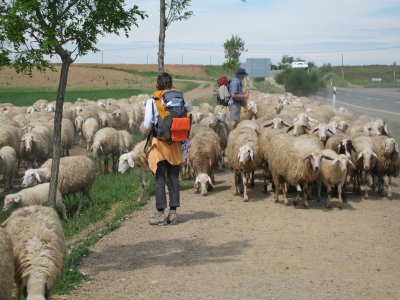Overtaken by sheep!!