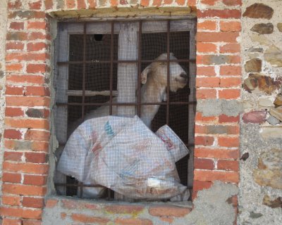 Abandoned, but.... Hey, here's a live goat inside!