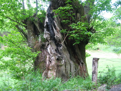 Ancient tree trunk in Cebreiro