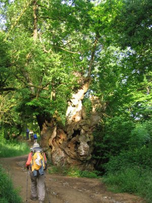 Millenarian tree in the Sarria forest