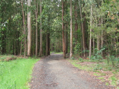 Eucalyptus forest near Arzua