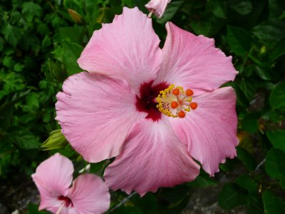 Amapola (Hibiscus rosa-sinensis)