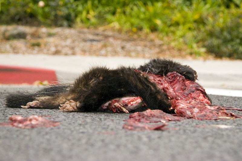 Roadkill skunk  1/26/2007