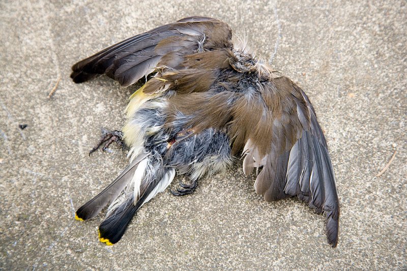 Dead headless bird  2/18/2007
