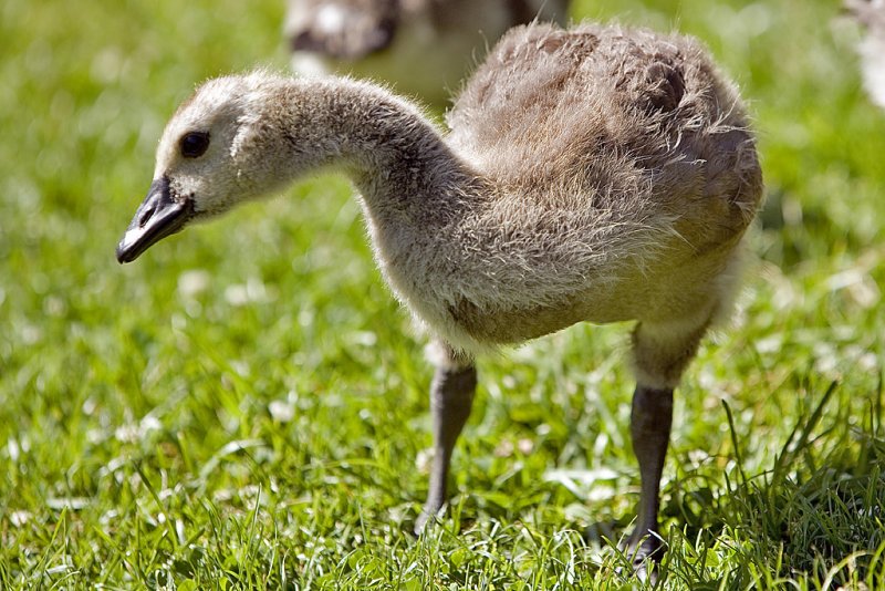 Baby goose  6/21/2007