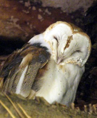 sleeping owl 3