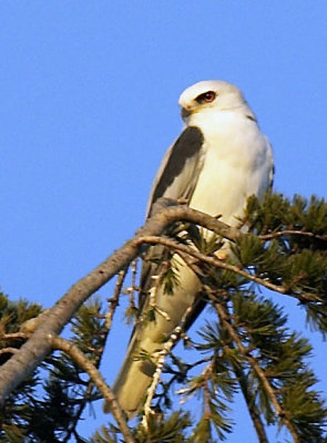 Kite atop pine tree
