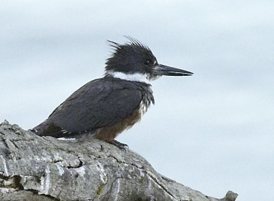 Belted Kingfisher