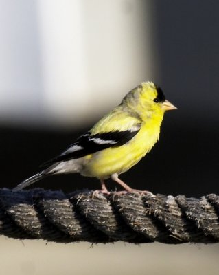 Male American Goldfinch