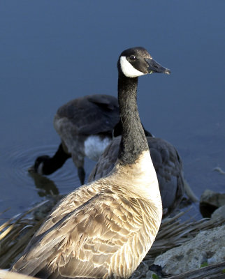 canada_goose