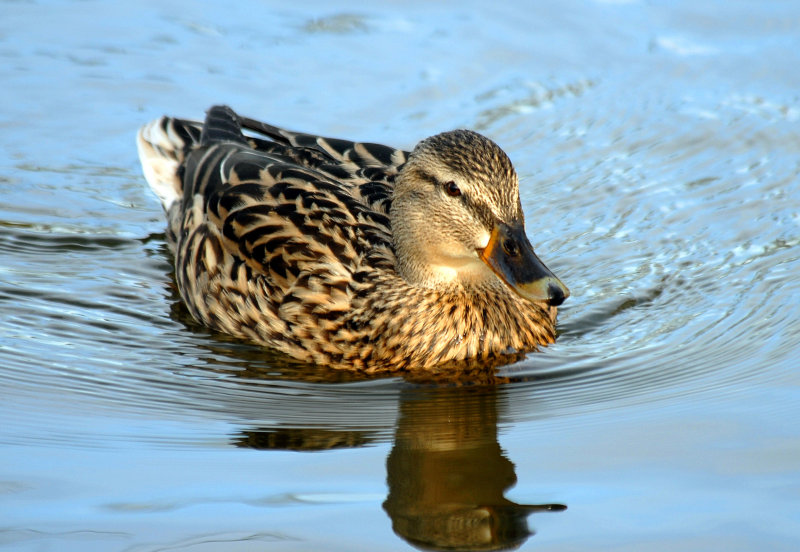 Female Mallard Friars Park Shoeburyness