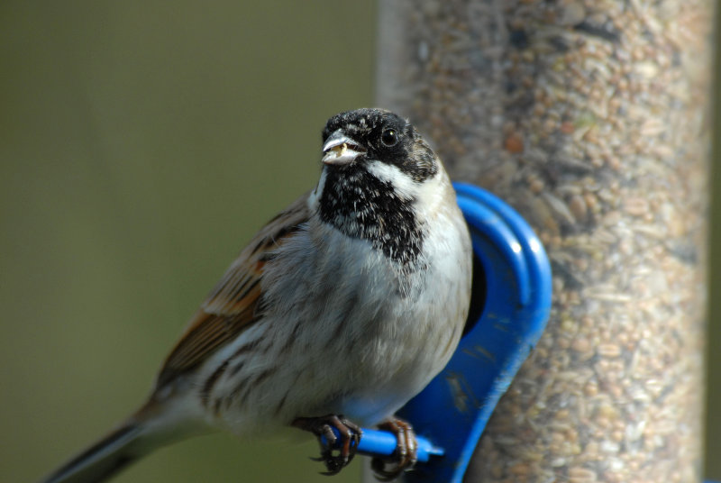 Reed Bunting, Barnwell Country Park, Oundle.