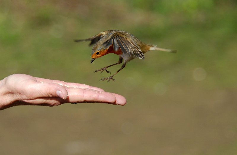 Robin, Barnwell Country Park, Oundle.