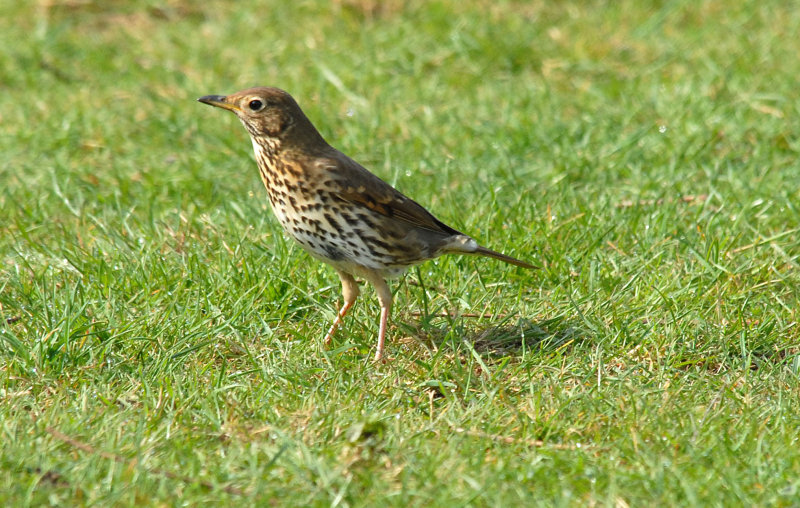 Song Thrush, Barnwell Country Park, Oundle.