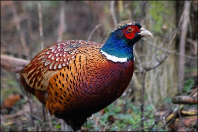 Pheasant., Oundle