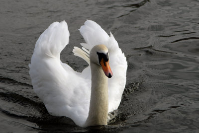 Mute Swan, Friars Park Shoeburyness.