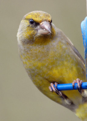 Green Finch, Oundle