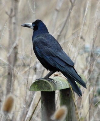 Rook, Oundle