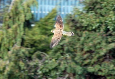 Kestrel in Flight, Gunners Park, Shoeburyness