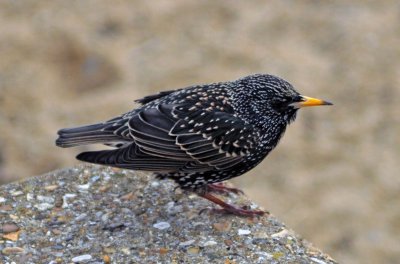 Starling Southend Seafront.